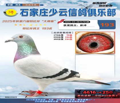 石家莊少云特比鴿王193名