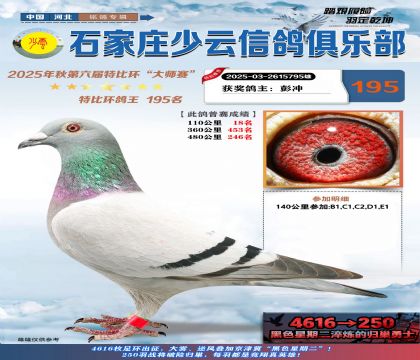 石家莊少云特比鴿王195名