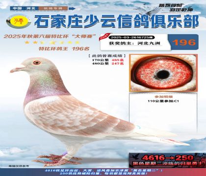 石家莊少云特比鴿王196名