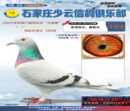 石家莊少云特比鴿王199名
