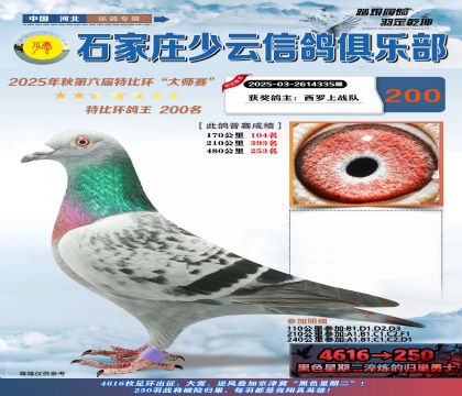 石家莊少云特比鴿王200名