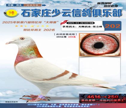 石家莊少云特比鴿王202名