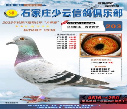 石家莊少云特比鴿王203名