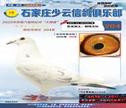 石家莊少云特比鴿王204名