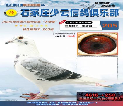 石家莊少云特比鴿王205名