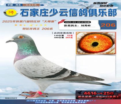 石家莊少云特比鴿王206名