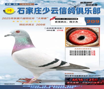 石家莊少云特比鴿王209名