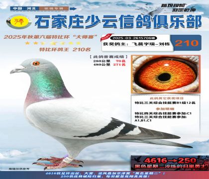 石家莊少云特比鴿王210名