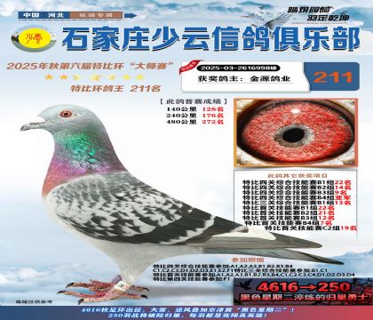 石家莊少云特比鴿王211名