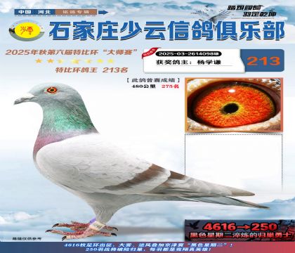 石家莊少云特比鴿王213名