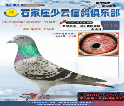 石家莊少云特比鴿王214名