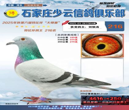 石家莊少云特比鴿王216名