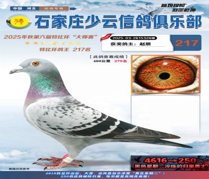 石家莊少云特比鴿王217名