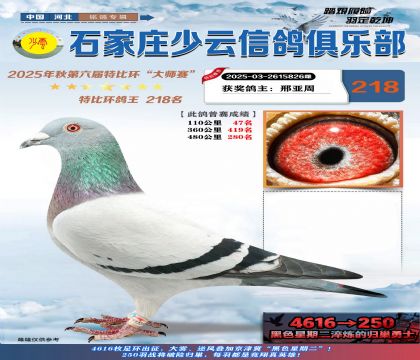 石家莊少云特比鴿王218名