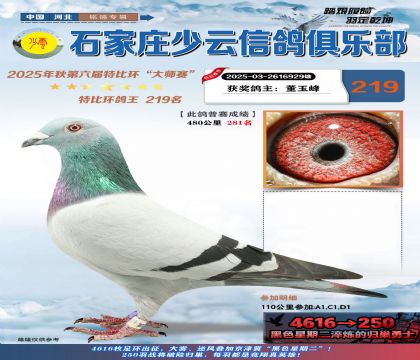 石家莊少云特比鴿王219名