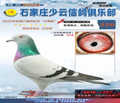 石家莊少云特比鴿王220名