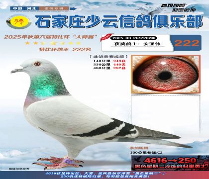 石家莊少云特比鴿王222名