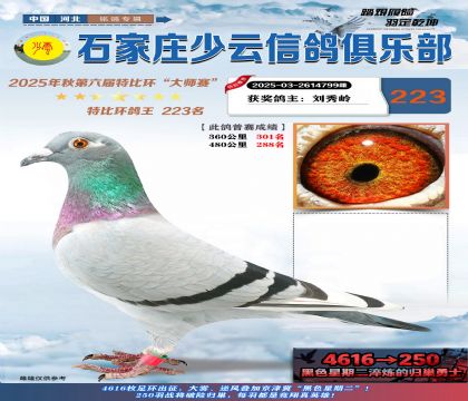 石家莊少云特比鴿王223名