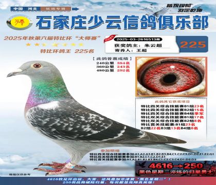 石家莊少云特比鴿王225名