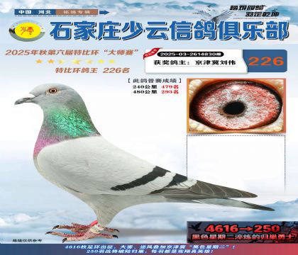 石家莊少云特比鴿王226名