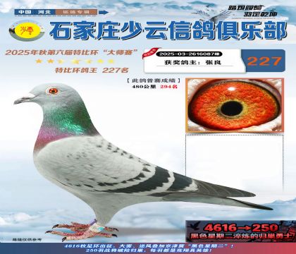 石家莊少云特比鴿王227名