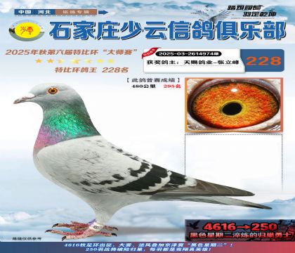 石家莊少云特比鴿王228名