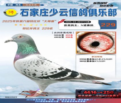 石家莊少云特比鴿王229名