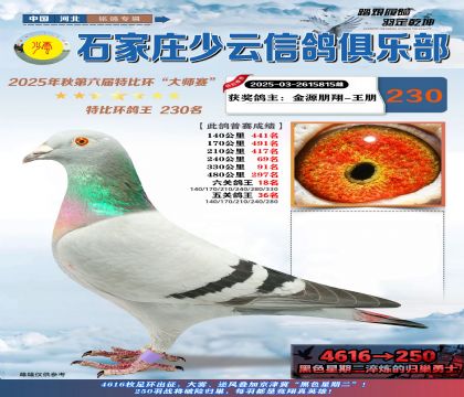 石家莊少云特比鴿王230名