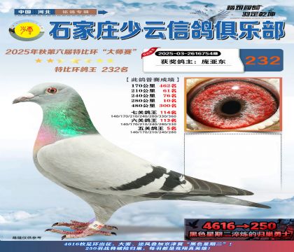 石家莊少云特比鴿王232名