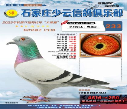 石家莊少云特比鴿王233名