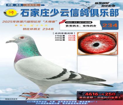 石家莊少云特比鴿王234名