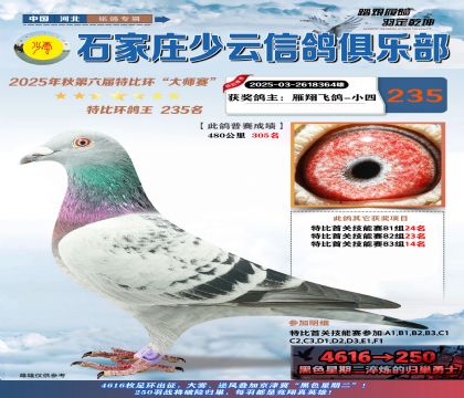 石家莊少云特比鴿王235名