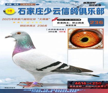 石家莊少云特比鴿王236名