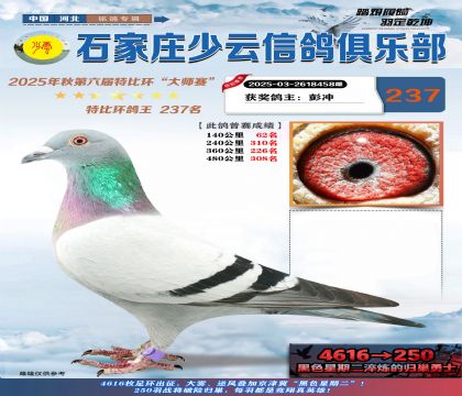 石家莊少云特比鴿王237名
