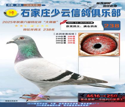 石家莊少云特比鴿王238名