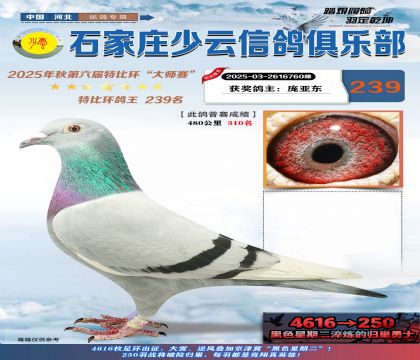 石家莊少云特比鴿王239名
