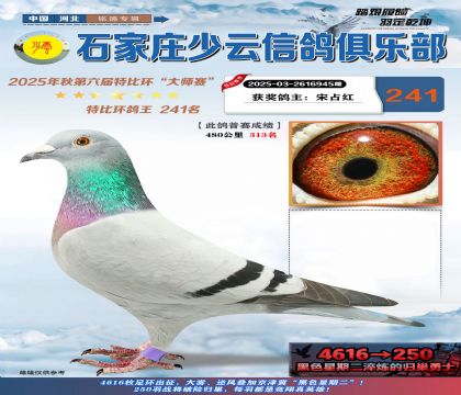 石家莊少云特比鴿王241名