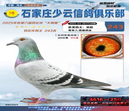 石家莊少云特比鴿王243名