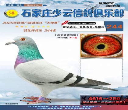 石家莊少云特比鴿王244名