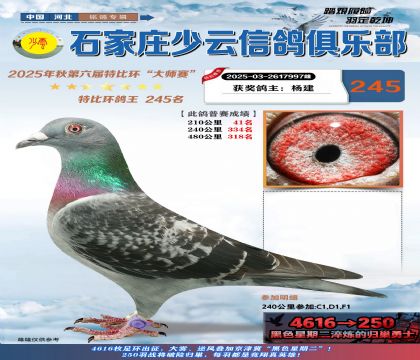 石家莊少云特比鴿王245名