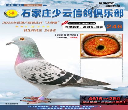 石家莊少云特比鴿王246名