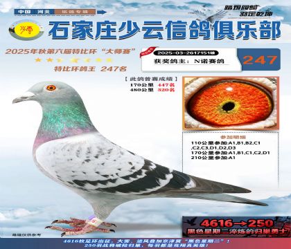 石家莊少云特比鴿王247名