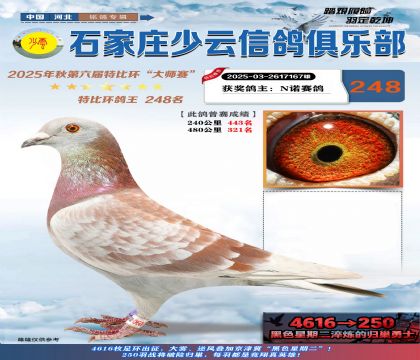 石家莊少云特比鴿王248名