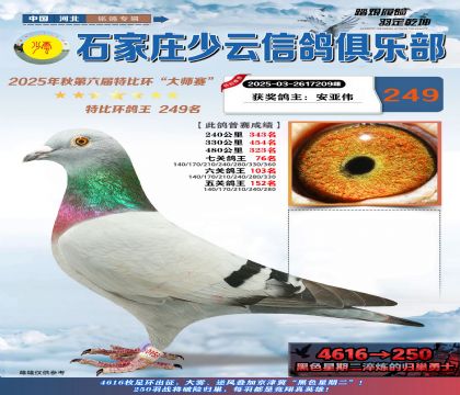 石家莊少云特比鴿王249名