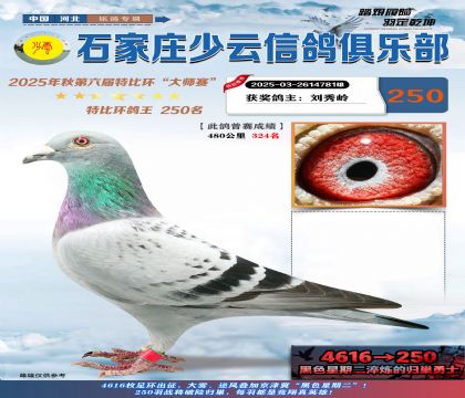 石家莊少云特比鴿王250名