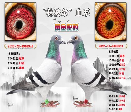 ”林波爾“血系 黃金配對