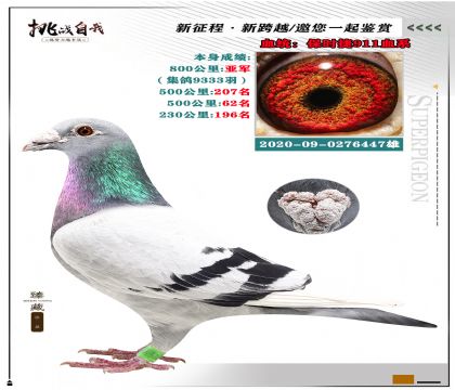 保時捷911血系 本身榮獲800公里亞軍