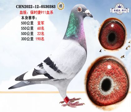 保時捷911血系 本身賽季500公里亞軍