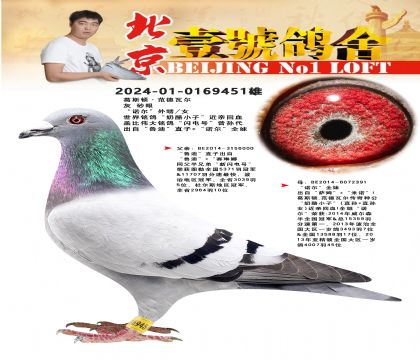 北京壹號鴿舍張斌”葛斯頓.范德瓦爾“作育