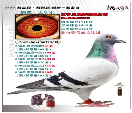 北京壹號鴿舍張斌選送遼寧忠盛賽鴿俱樂部